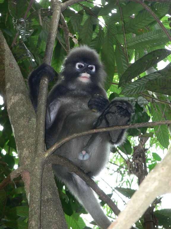 Khao Sok - Opice (Makak) na stromě