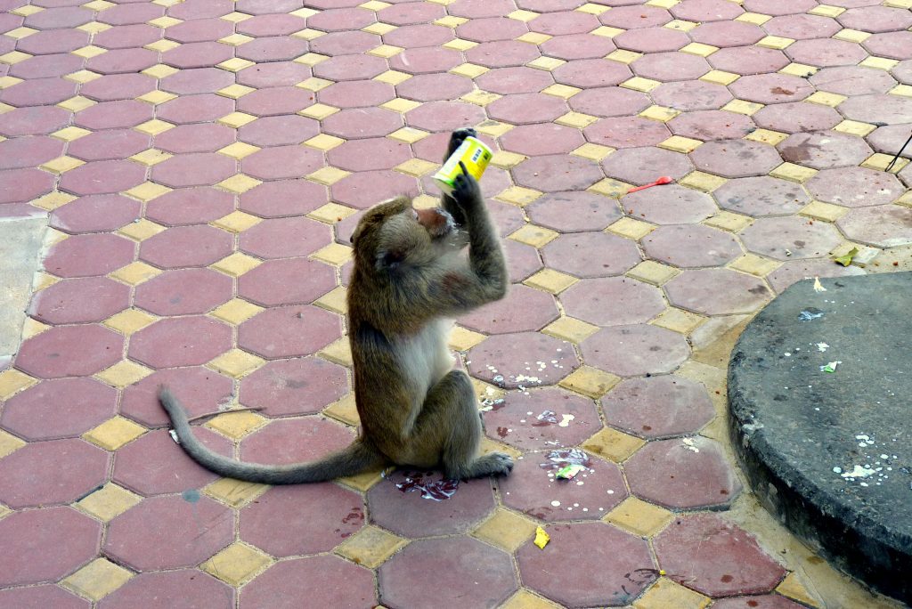Opice rodu makak, v Lopburi, jí ukradený jogurt
