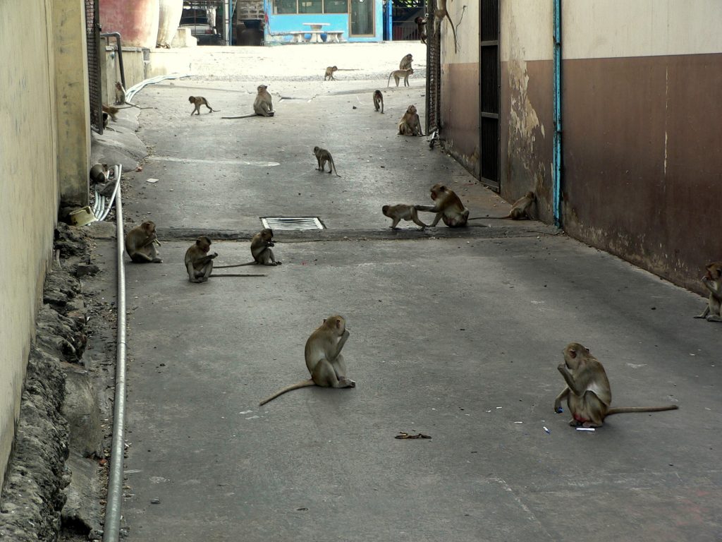 Opice na ulici v Lop buri - makakové obléhají celé ulice