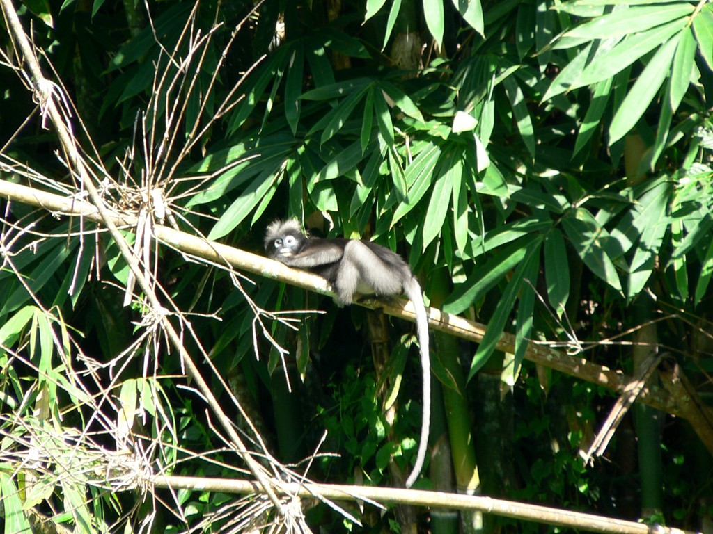 Khao Sok 2005 - opice na stromě