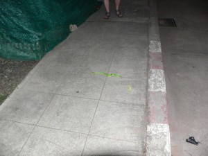 Green Snake - had na chodníku v Koratu