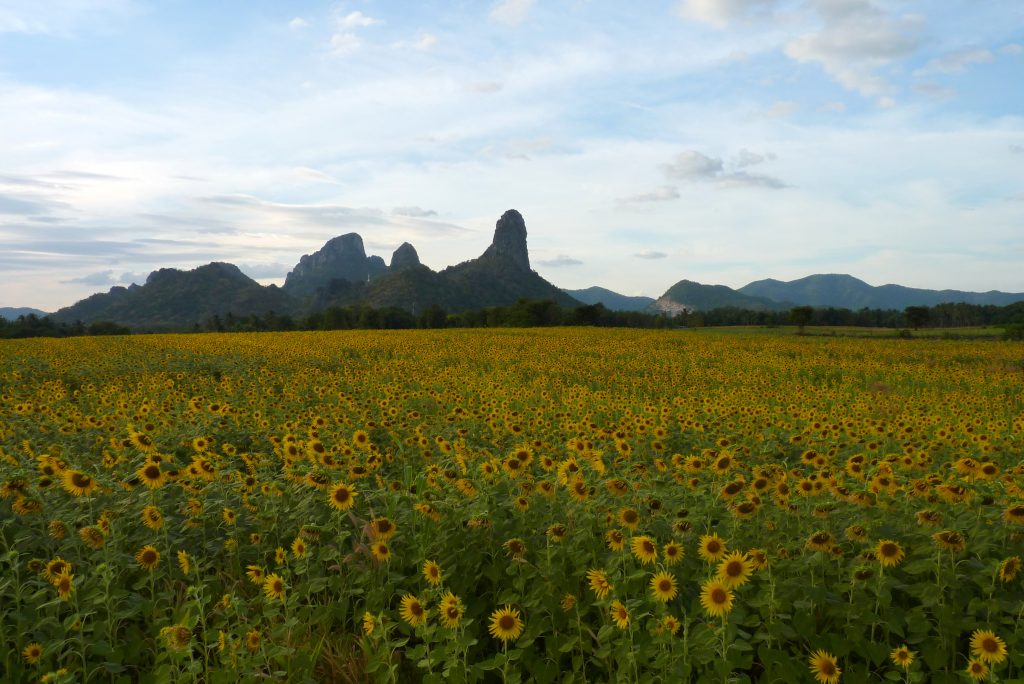 Slunčnicové pole - Lopburi