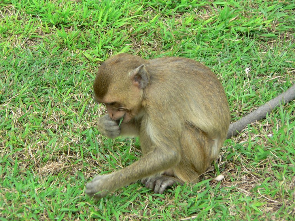 Makak Jávský (Macaca Fascicularis)