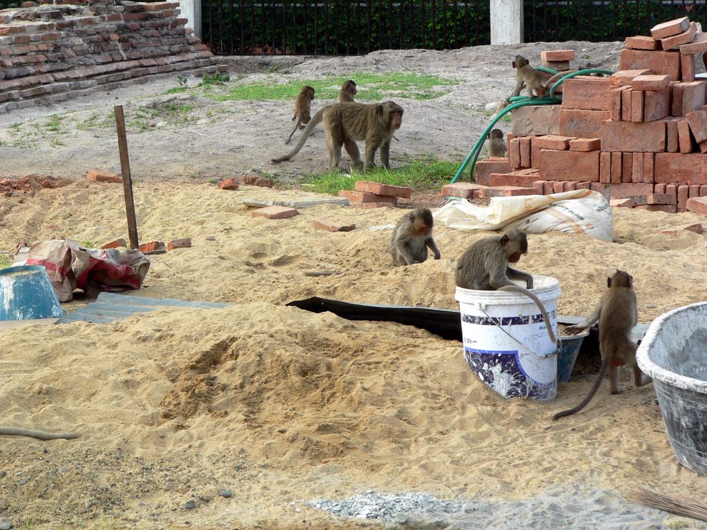 Opice na stavbě - Lopburi