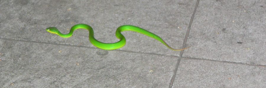 Green Snake